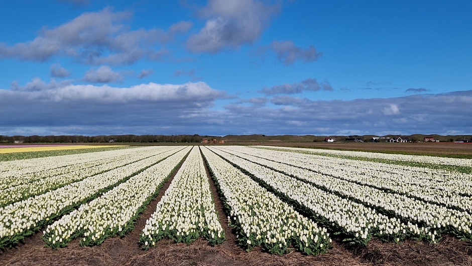 Tulpenpracht op Texel met opklaringen 