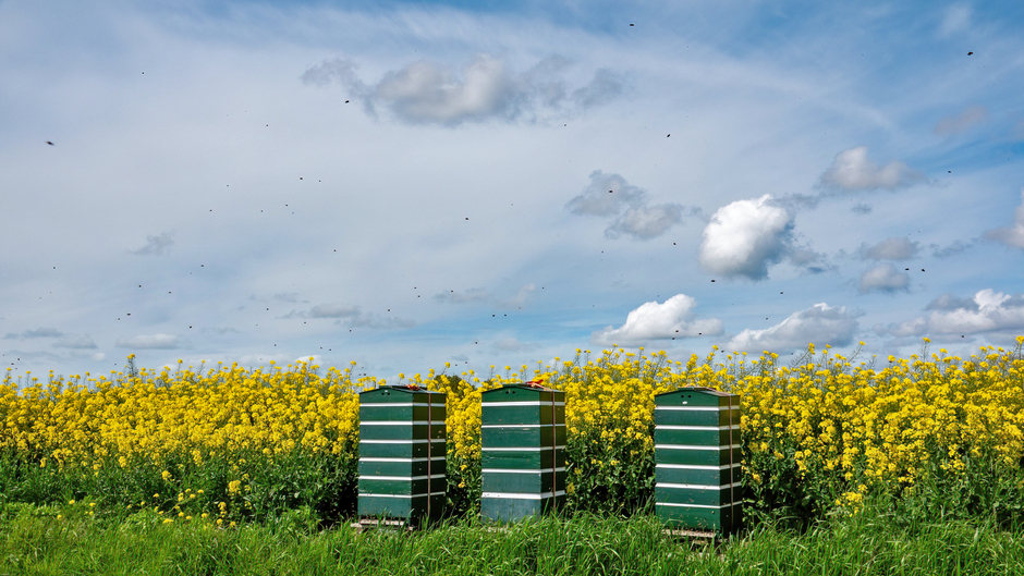 Honderden bijen boven koolzaadveld